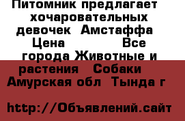 Питомник предлагает 2-хочаровательных девочек  Амстаффа › Цена ­ 25 000 - Все города Животные и растения » Собаки   . Амурская обл.,Тында г.